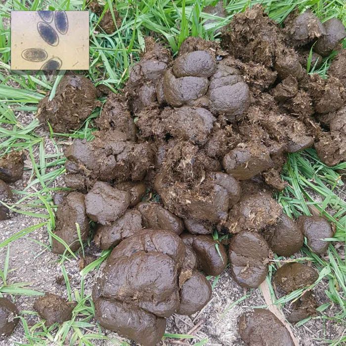 Faecal Egg Count - Equine - 3 Horse Pack
